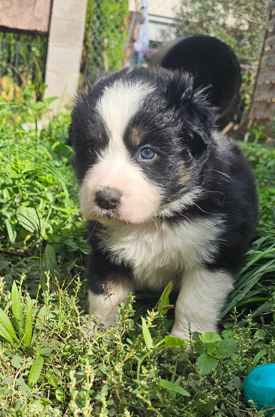des Amours de Claya - Chiots disponibles - Berger Australien