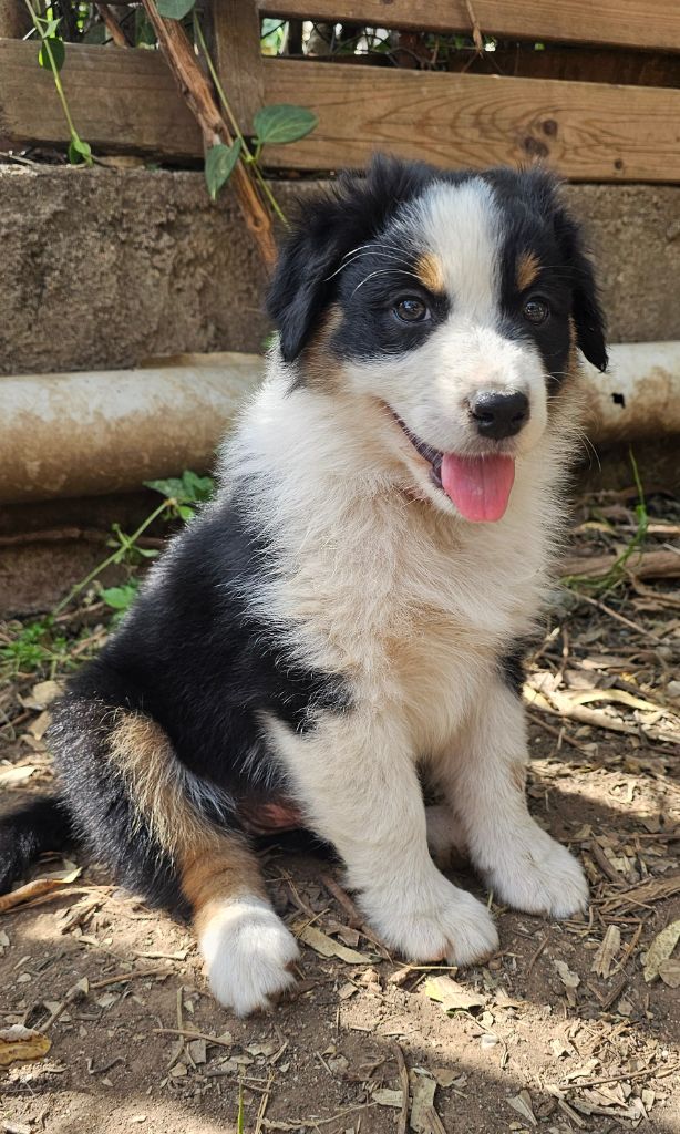 des Amours de Claya - Chiots disponibles - Berger Australien