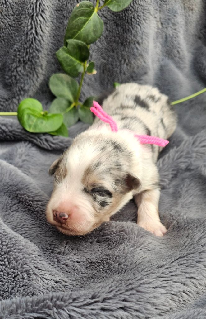 des Amours de Claya - Chiots disponibles - Berger Australien