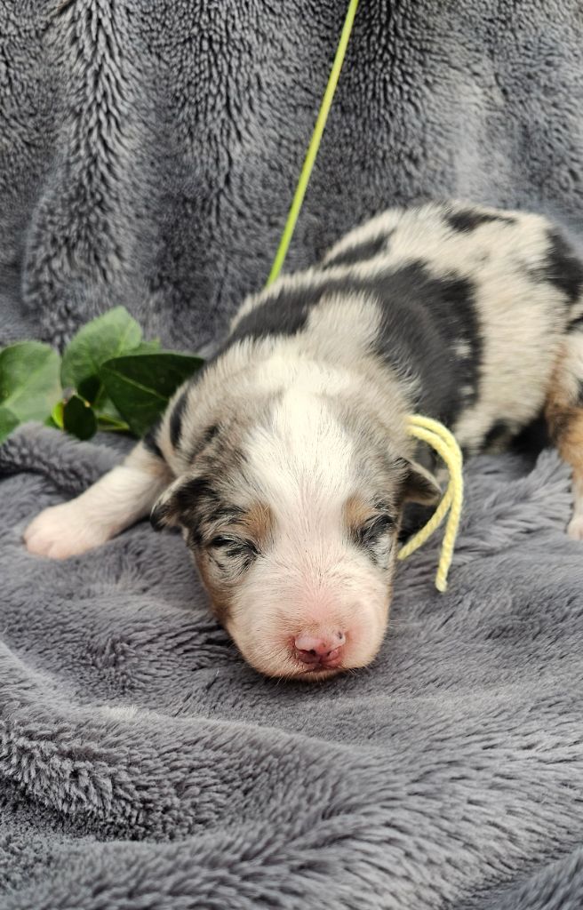 des Amours de Claya - Chiots disponibles - Berger Australien