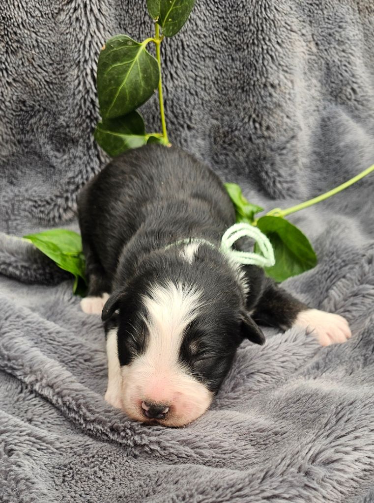 des Amours de Claya - Chiots disponibles - Berger Australien