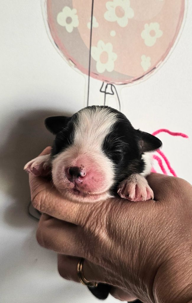des Amours de Claya - Chiots disponibles - Berger Australien