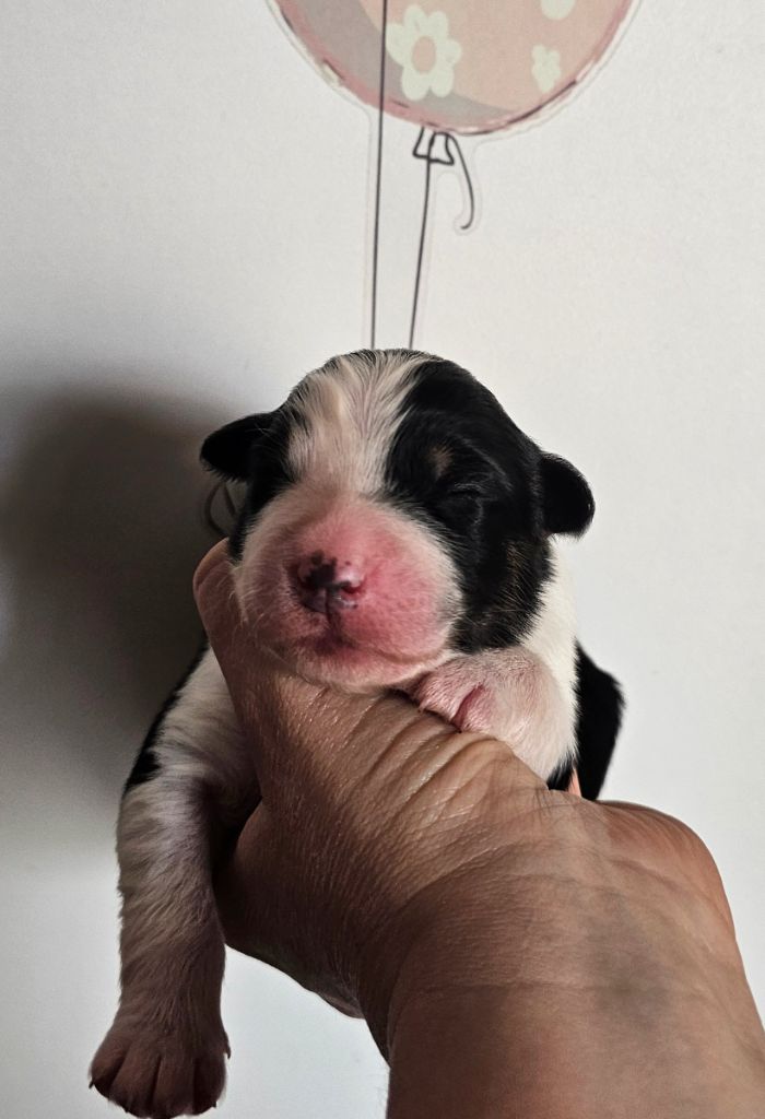 des Amours de Claya - Chiots disponibles - Berger Australien