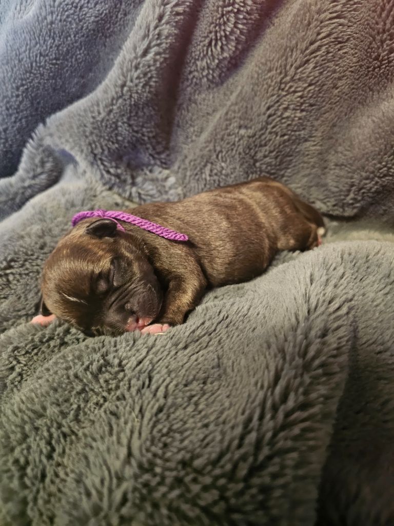 des Amours de Claya - Chiots disponibles - Staffordshire Bull Terrier