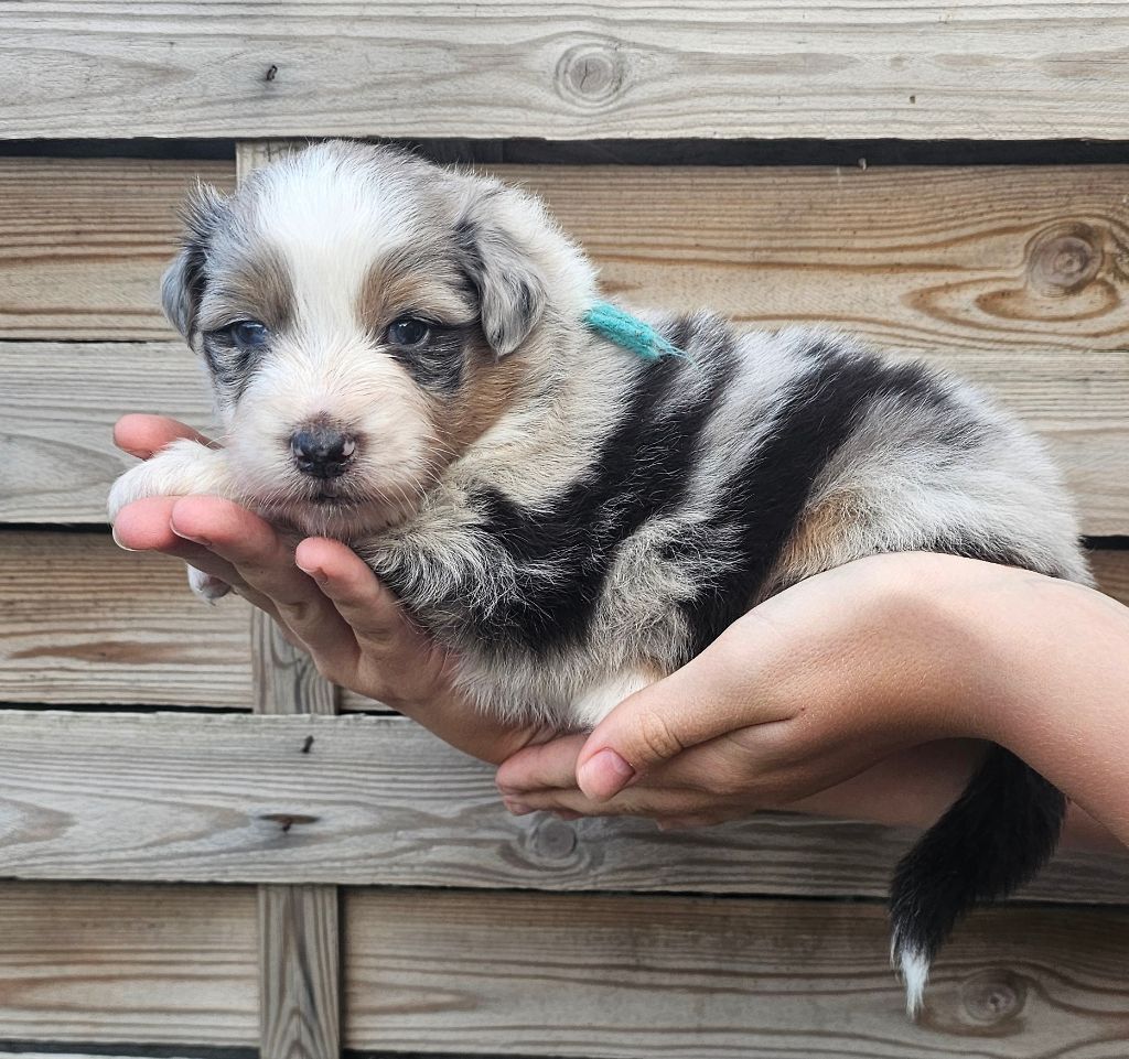 des Amours de Claya - Chiots disponibles - Berger Australien