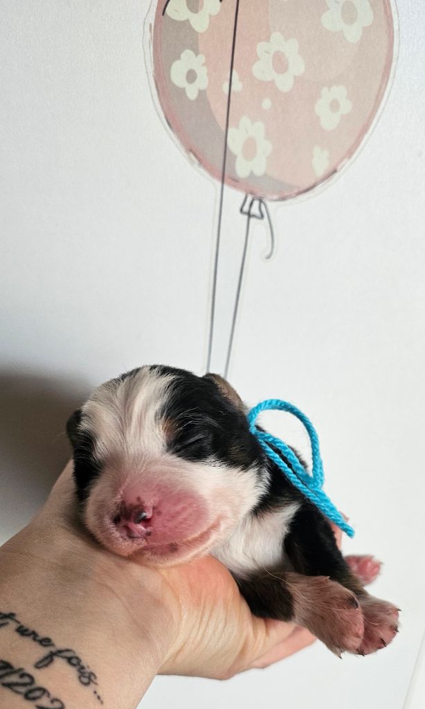 des Amours de Claya - Chiots disponibles - Berger Australien