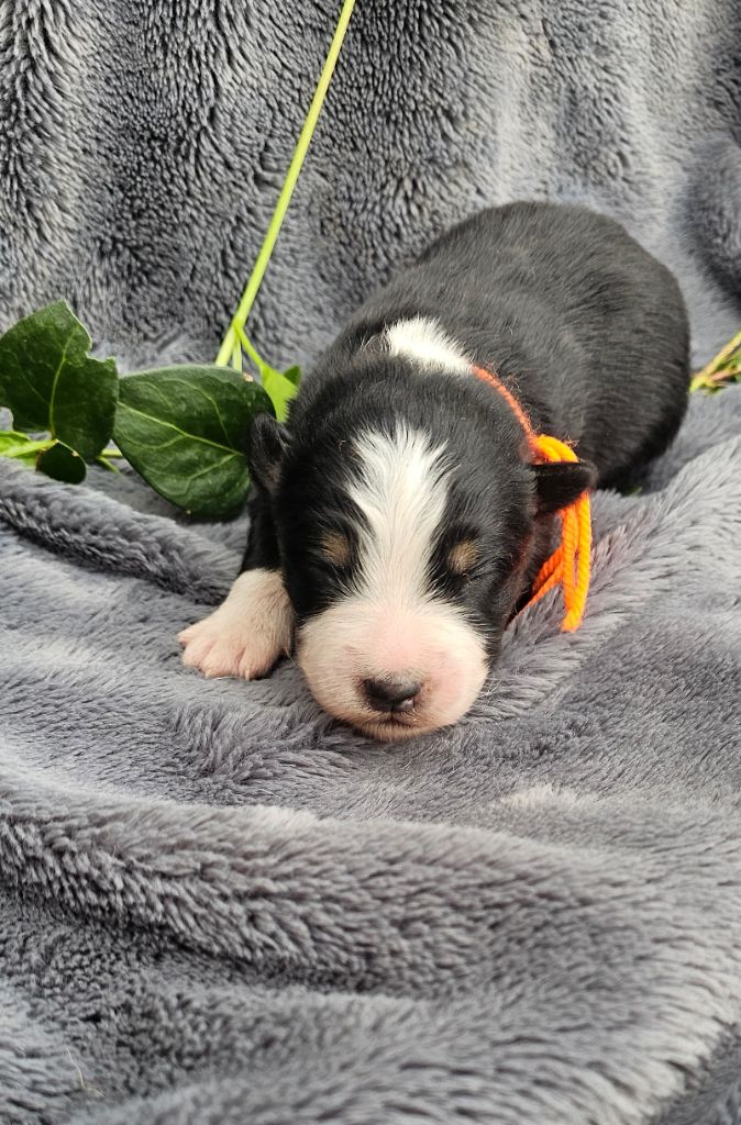 des Amours de Claya - Chiots disponibles - Berger Australien