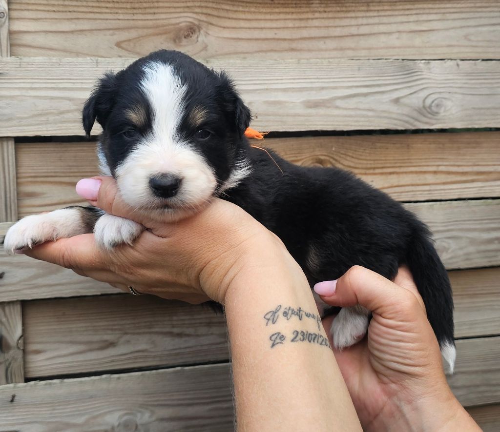 des Amours de Claya - Chiots disponibles - Berger Australien