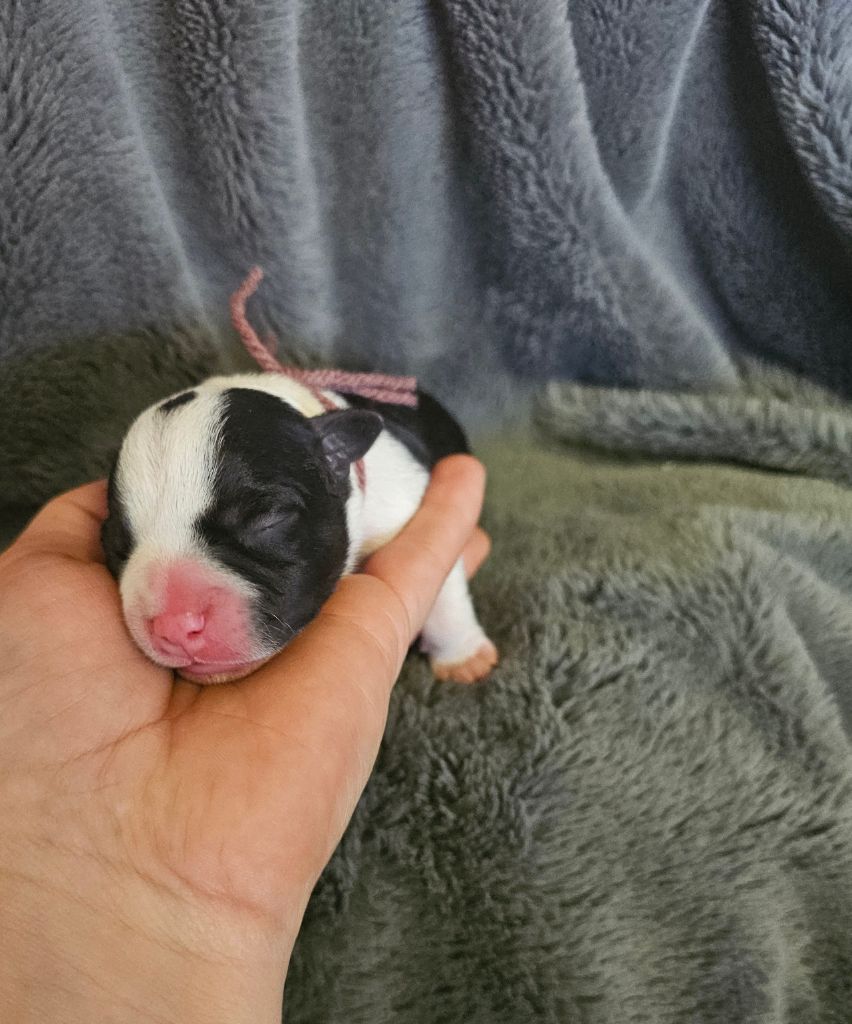 des Amours de Claya - Chiots disponibles - Staffordshire Bull Terrier