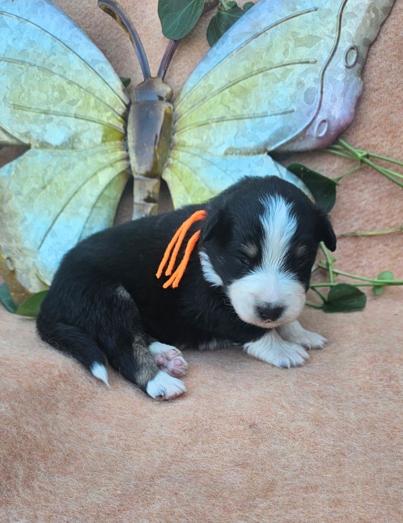 des Amours de Claya - Chiots disponibles - Berger Australien