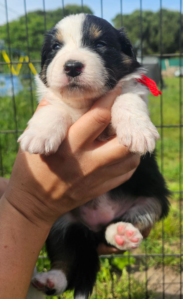 des Amours de Claya - Chiots disponibles - Berger Australien