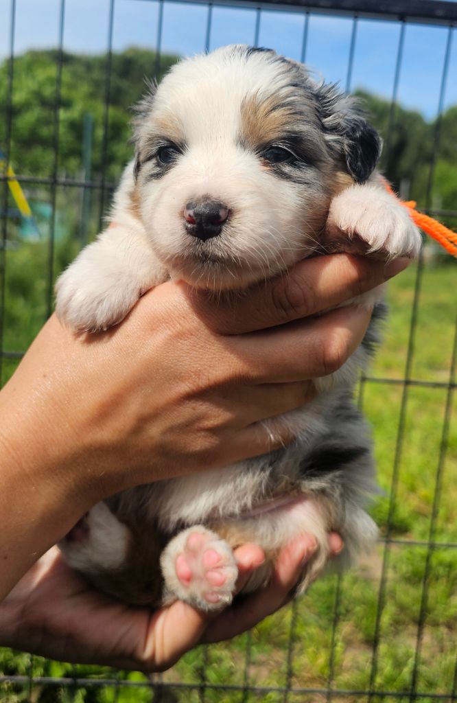 des Amours de Claya - Chiots disponibles - Berger Australien