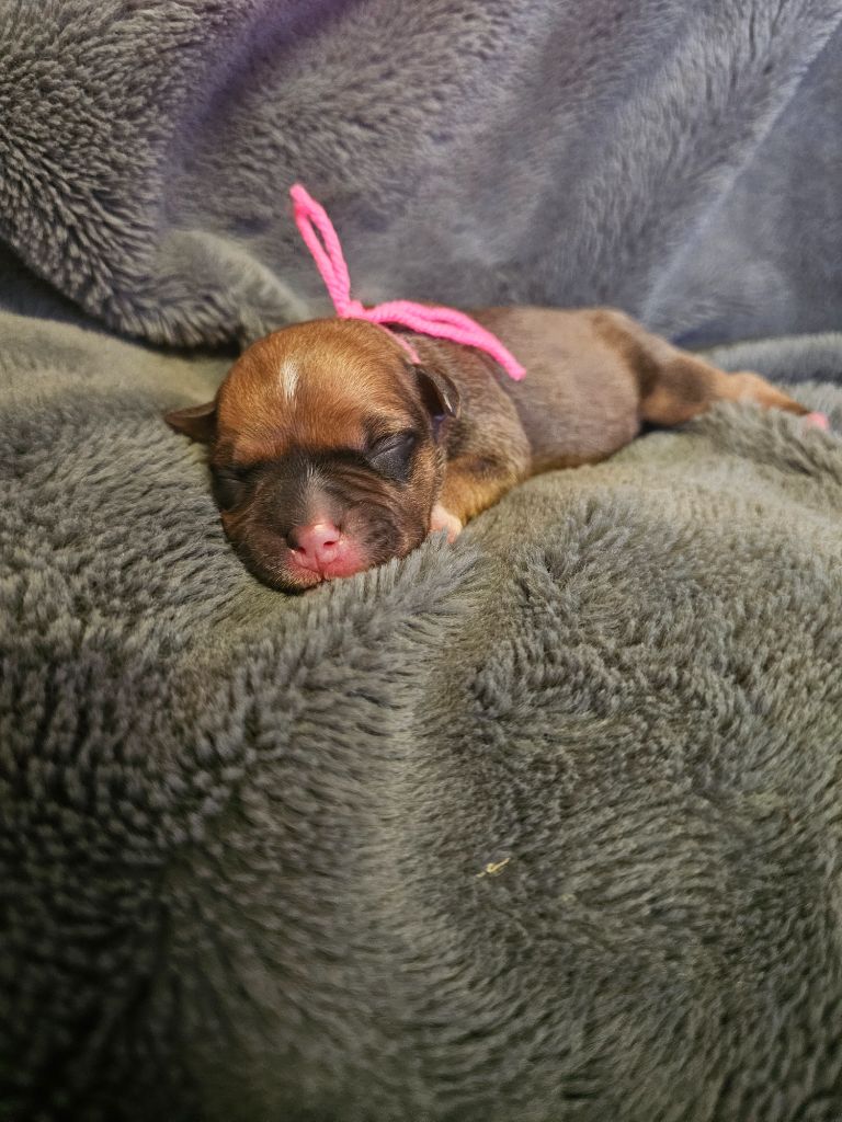 des Amours de Claya - Chiots disponibles - Staffordshire Bull Terrier