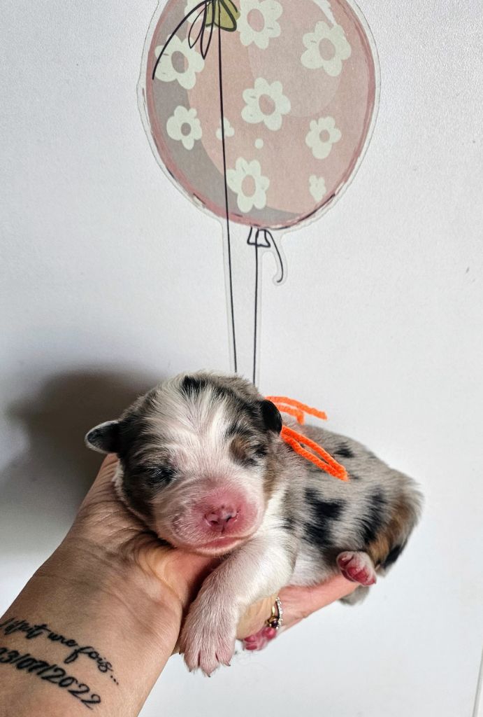 des Amours de Claya - Chiots disponibles - Berger Australien