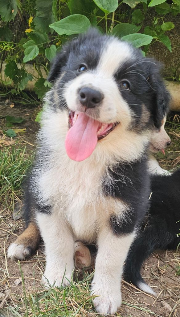 des Amours de Claya - Chiots disponibles - Berger Australien