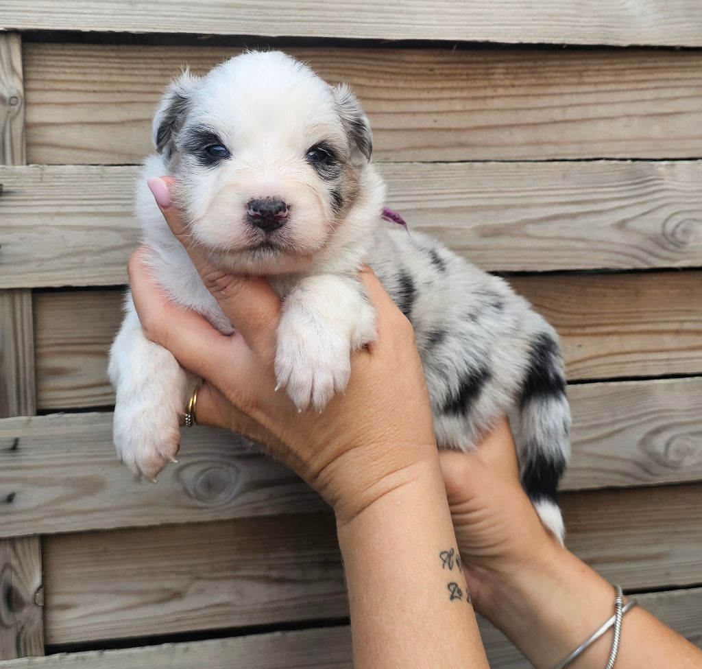des Amours de Claya - Chiots disponibles - Berger Australien