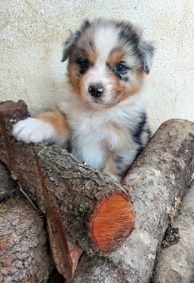 CHIOT 2
