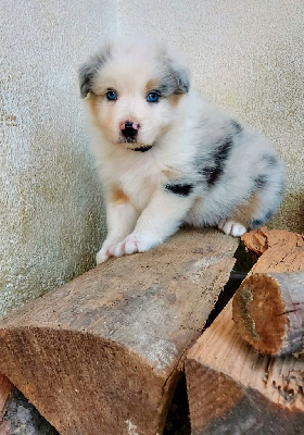 CHIOT 5