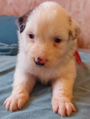 CHIOT 7