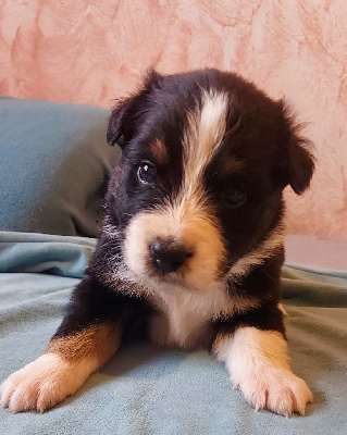 CHIOT 8