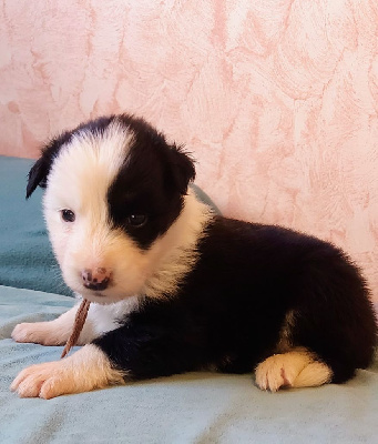CHIOT 4