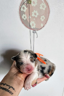 CHIOT 4