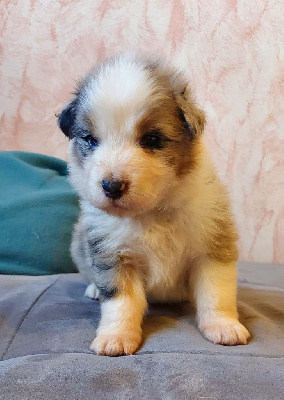 CHIOT 1