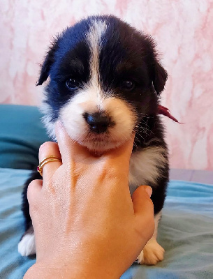 CHIOT 7