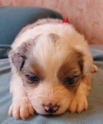 CHIOT 6