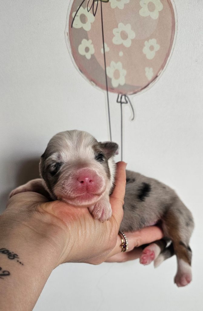 des Amours de Claya - Chiots disponibles - Berger Australien