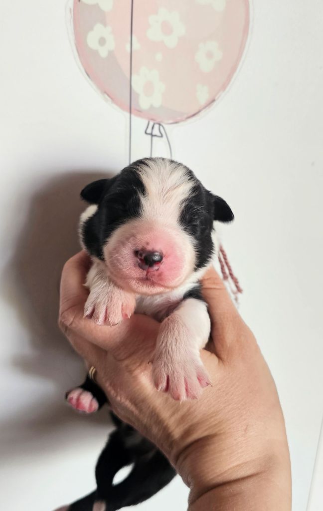 des Amours de Claya - Chiots disponibles - Berger Australien