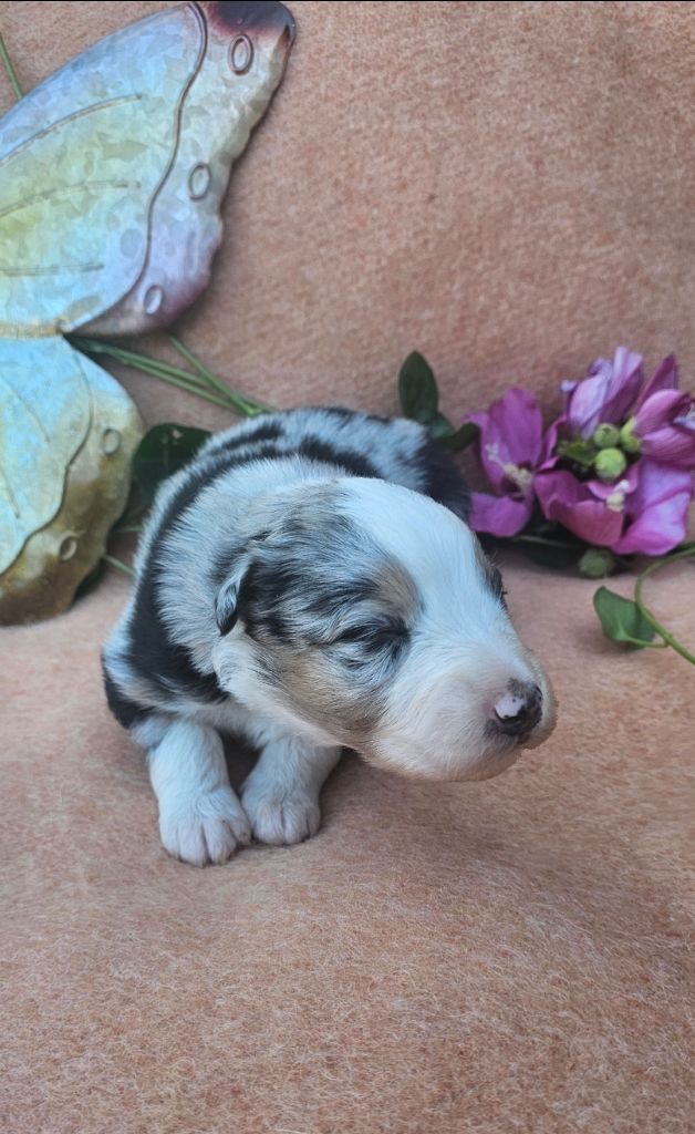 des Amours de Claya - Chiots disponibles - Berger Australien