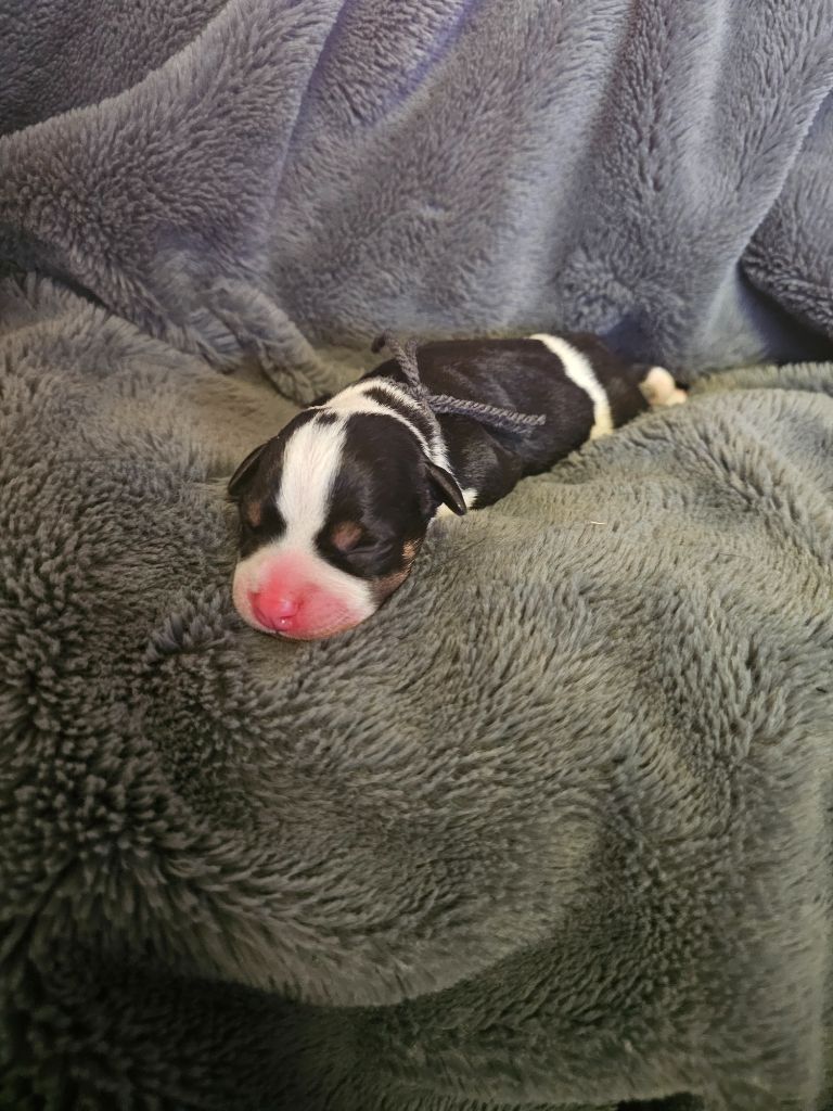 des Amours de Claya - Chiots disponibles - Staffordshire Bull Terrier