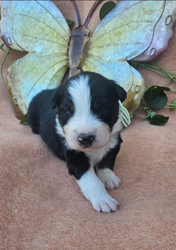 des Amours de Claya - Chiots disponibles - Berger Australien