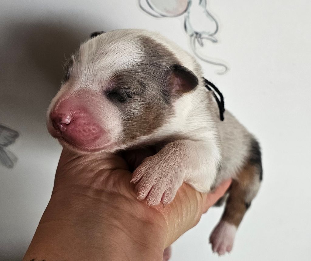 des Amours de Claya - Chiots disponibles - Berger Australien