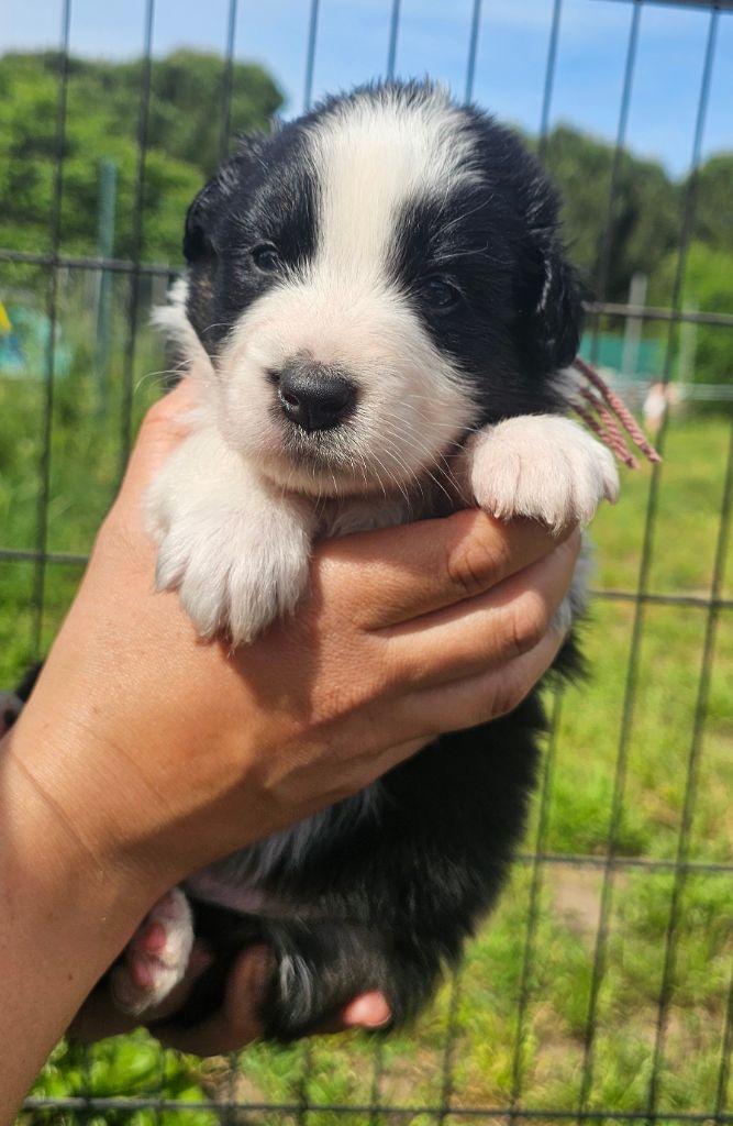 des Amours de Claya - Chiots disponibles - Berger Australien