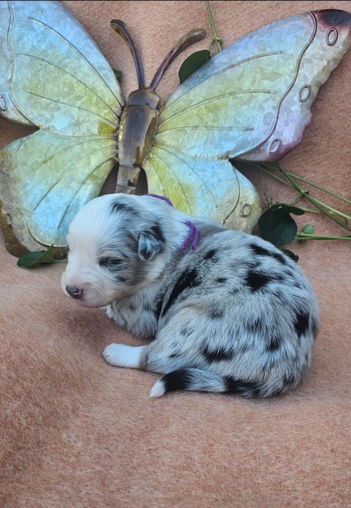 des Amours de Claya - Chiots disponibles - Berger Australien