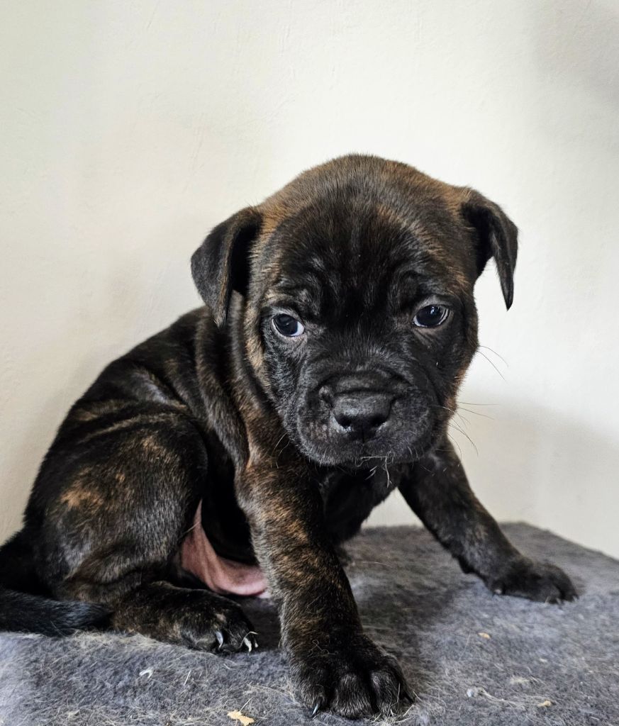 des Amours de Claya - Staffordshire Bull Terrier - Portée née le 05/12/2023