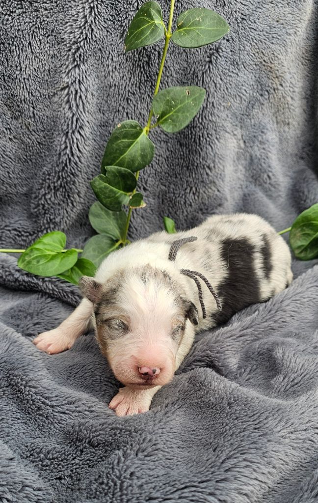 des Amours de Claya - Chiots disponibles - Berger Australien