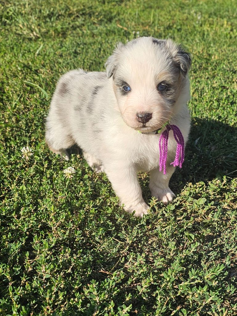 des Amours de Claya - Chiots disponibles - Berger Australien