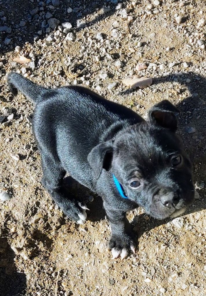 des Amours de Claya - Staffordshire Bull Terrier - Portée née le 30/11/2022