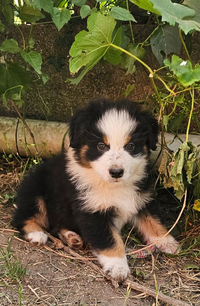 des Amours de Claya - Chiots disponibles - Berger Australien