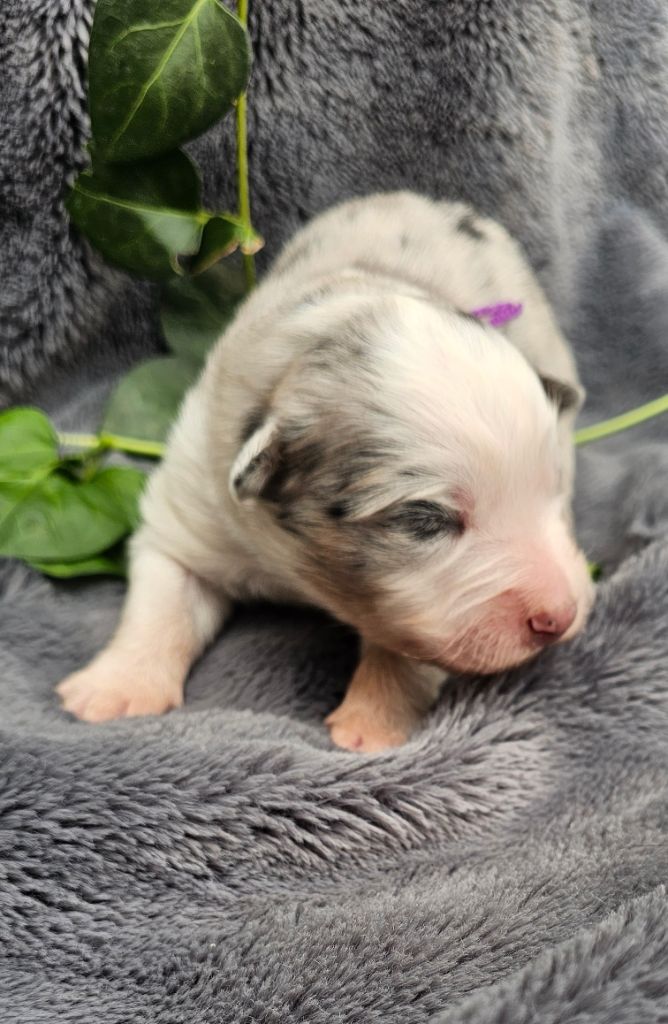 des Amours de Claya - Chiots disponibles - Berger Australien