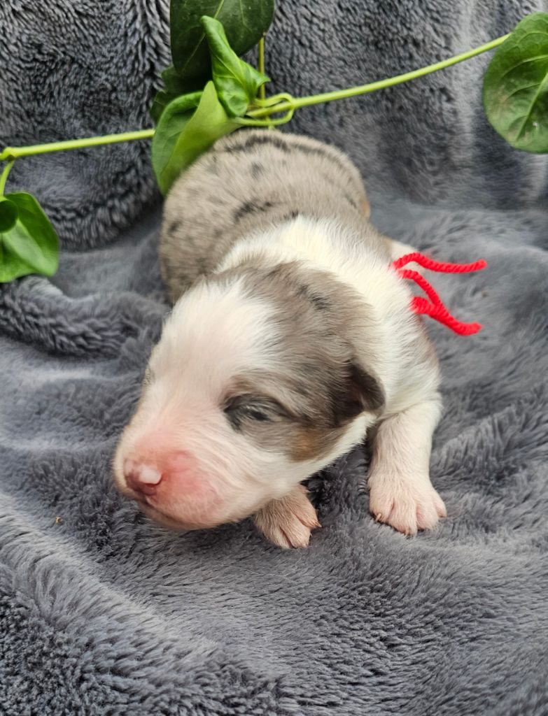 des Amours de Claya - Chiots disponibles - Berger Australien