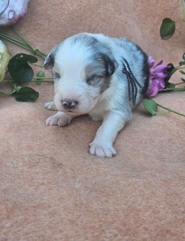 des Amours de Claya - Chiots disponibles - Berger Australien